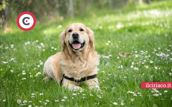 Cani per bambini ilCiriaco.it