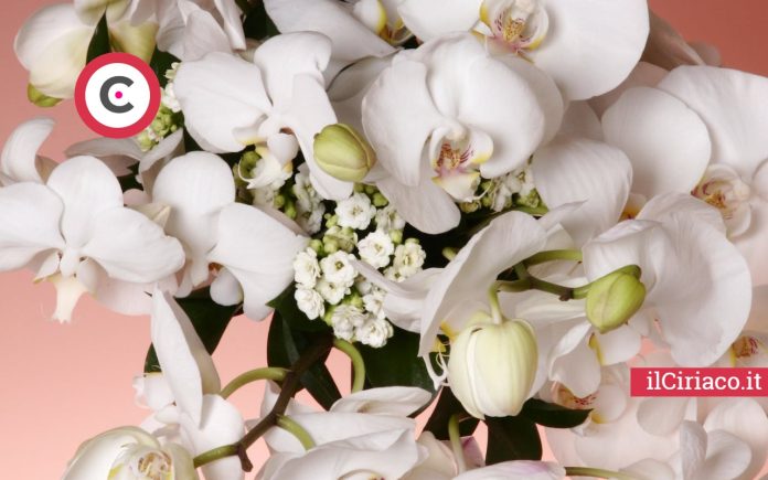 Orchidee ilCiriaco.it
