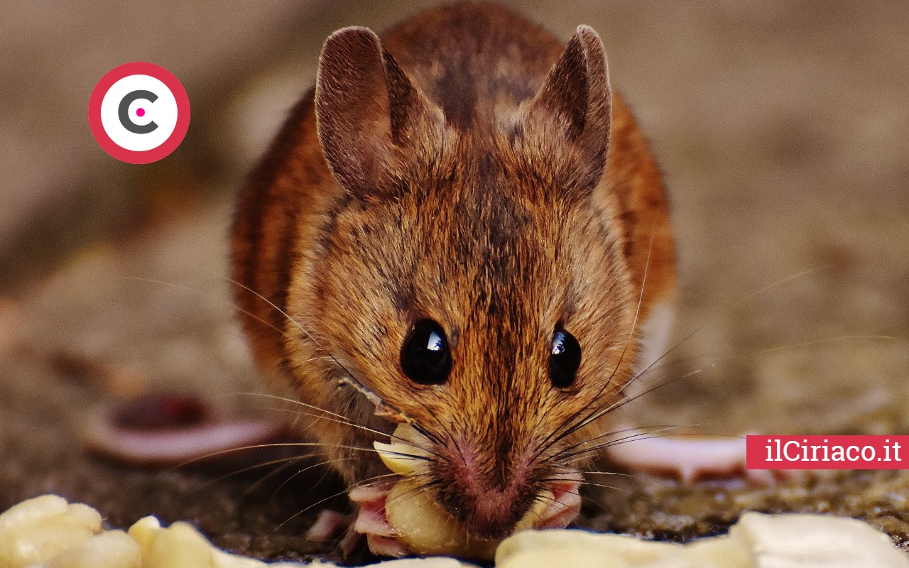 La pianta aromatica incredibile che allontana i topi dal nostro giardino e  dalla nostra casa