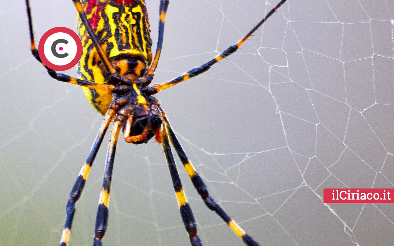 Mai più ragni e ragnatele: ecco cosa devi fare!  Rimedi pulizia della  casa, Pulizie di casa, Detersivo fatto in casa