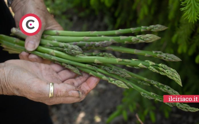 asparagi ilCiriaco.it