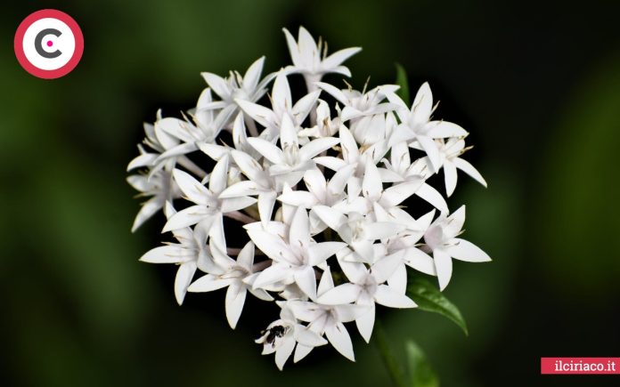 gelsomino rampicante