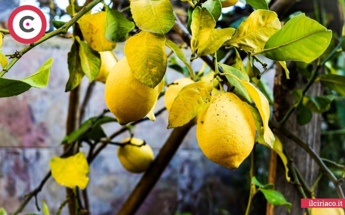 pianta limoni