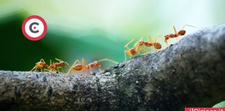 10 modi naturali per scacciare le formiche ilCiriaco.it