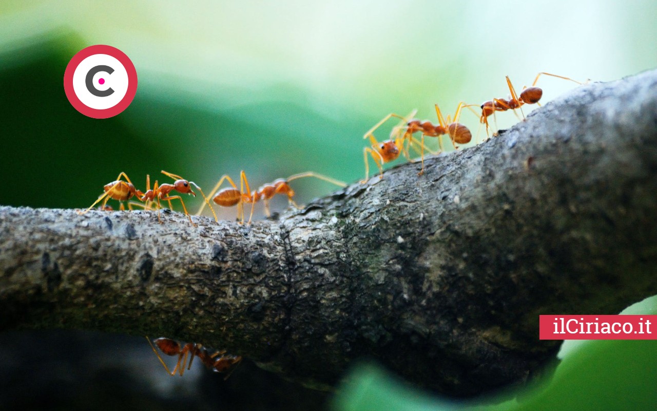 10 modi naturali per scacciare le formiche ilCiriaco.it