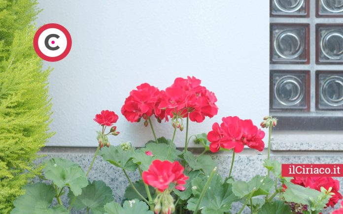 5 piante balcone ilCiriaco.it