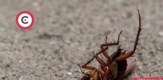 7 segreti per scacciare scarafaggi e blatte ilCiriaco.it