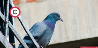 Addio piccioni indesiderati ilCiriaco.it