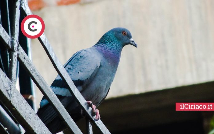 Addio piccioni indesiderati ilCiriaco.it