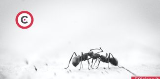 Combattere formiche modo naturale ilCiriaco.it