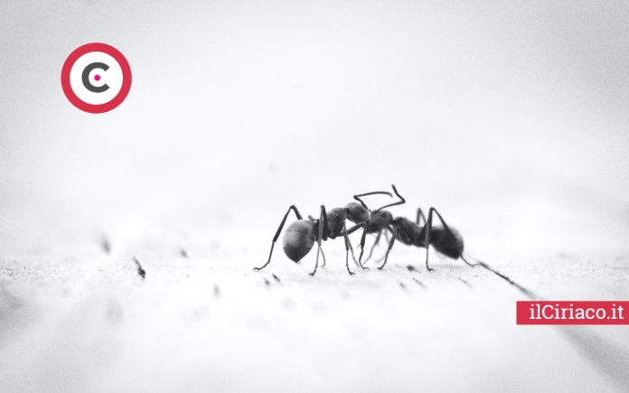 Combattere formiche modo naturale ilCiriaco.it
