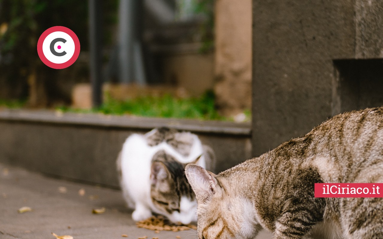 Come tenere lontani i gatti randagi dalla tua proprietà: ecco cosa