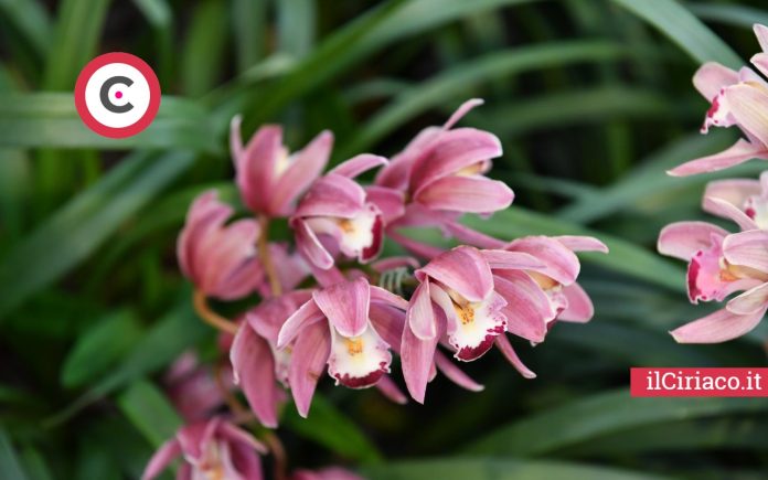 Come curare le orchidee ilCiriaco.it