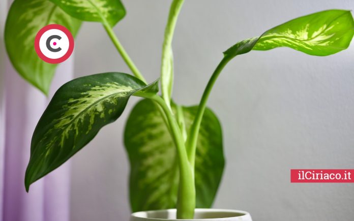 Dieffenbachia rischi ilCiriaco.it