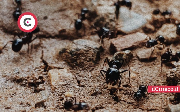 Eliminare scarafaggi e formiche ilCiriaco.it