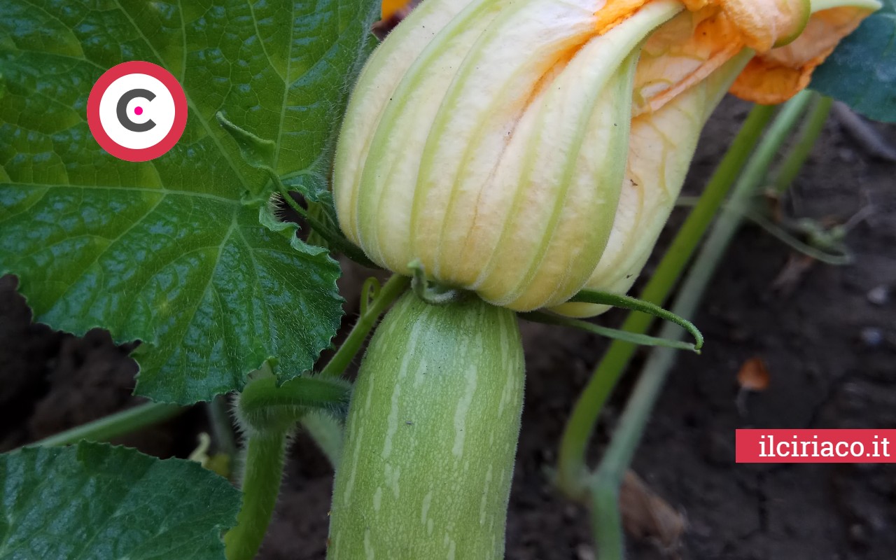 Errori raccolta fiori di zucca ilCiriaco.it