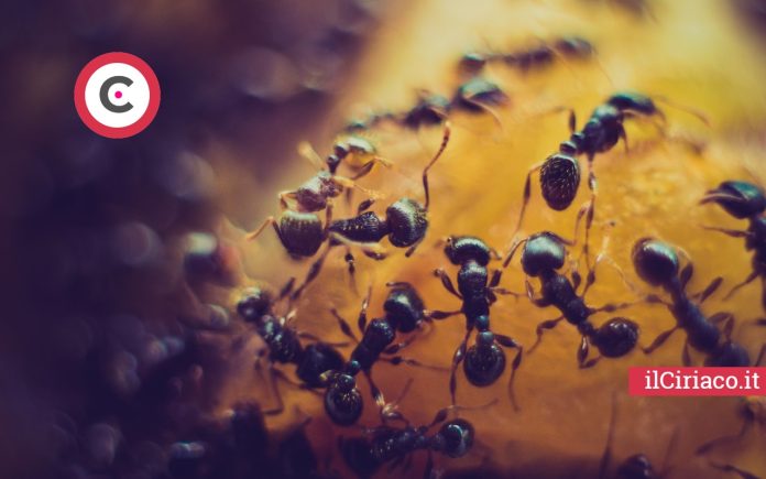 Infestazioni formiche e cimici ilCiriaco.it