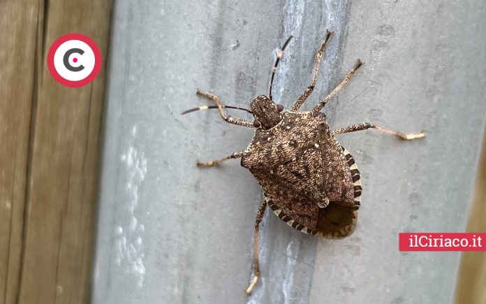 Invasione insetti soluzioni fai da te ilCiriaco.it
