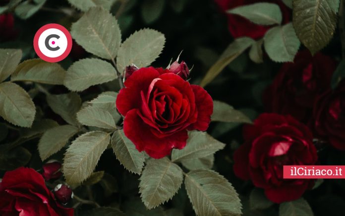 Perché foglie rose ingialliscono e cadono ilCiriaco.it