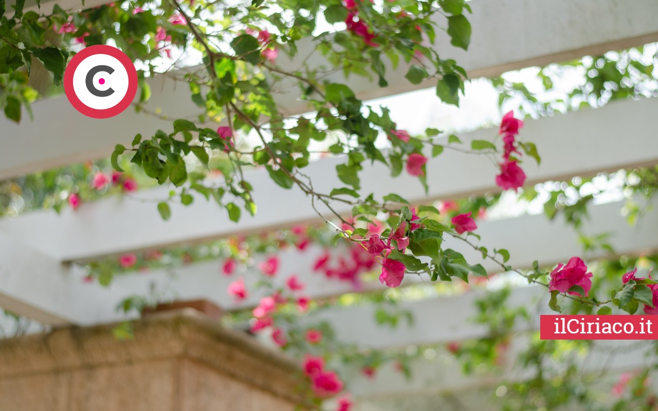 Pergola con fiori ilCiriaco.it