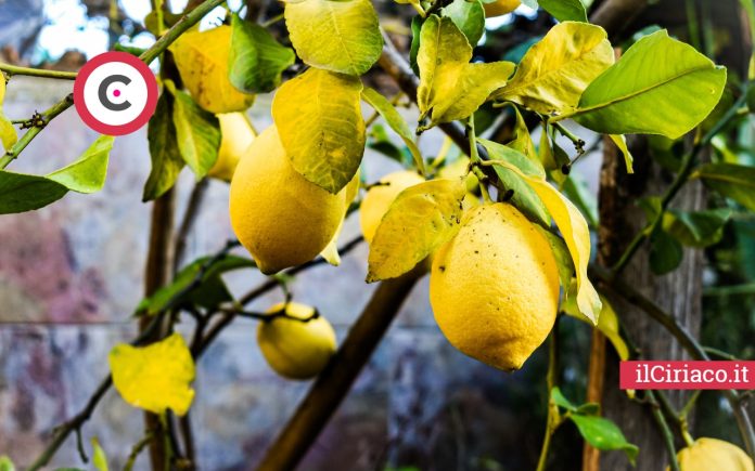 Pianta di limoni rigogliosa ilCiriaco.it