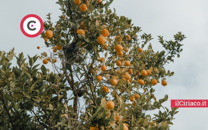 Piante di agrumi ilCiriaco.it