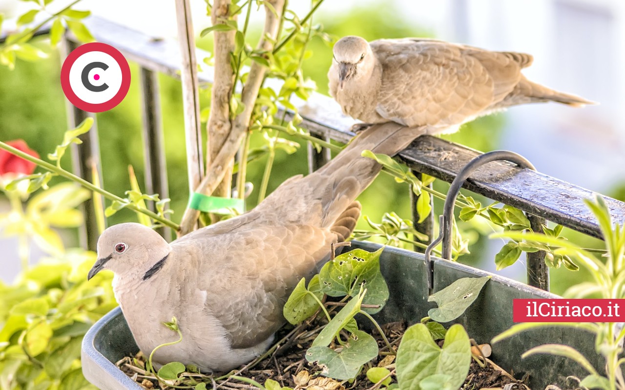 Piccioni sul balcone? Rimedi fai-da-te per una casa tranquilla!