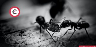 Proteggi casa formiche e topi ilCiriaco.it