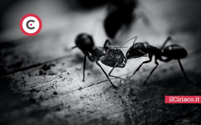 Proteggi casa formiche e topi ilCiriaco.it