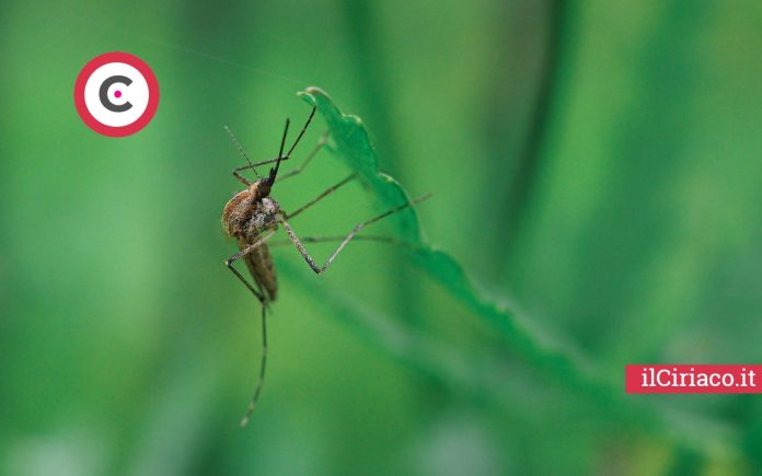 Repellente insetti ilCiriaco.it