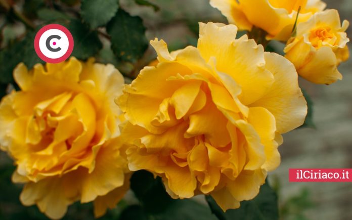 Rose gialle ilCiriaco.it