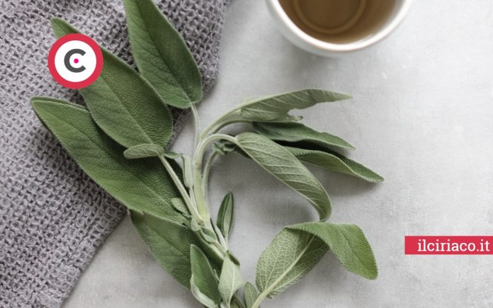 Salvia ilCiriaco.it