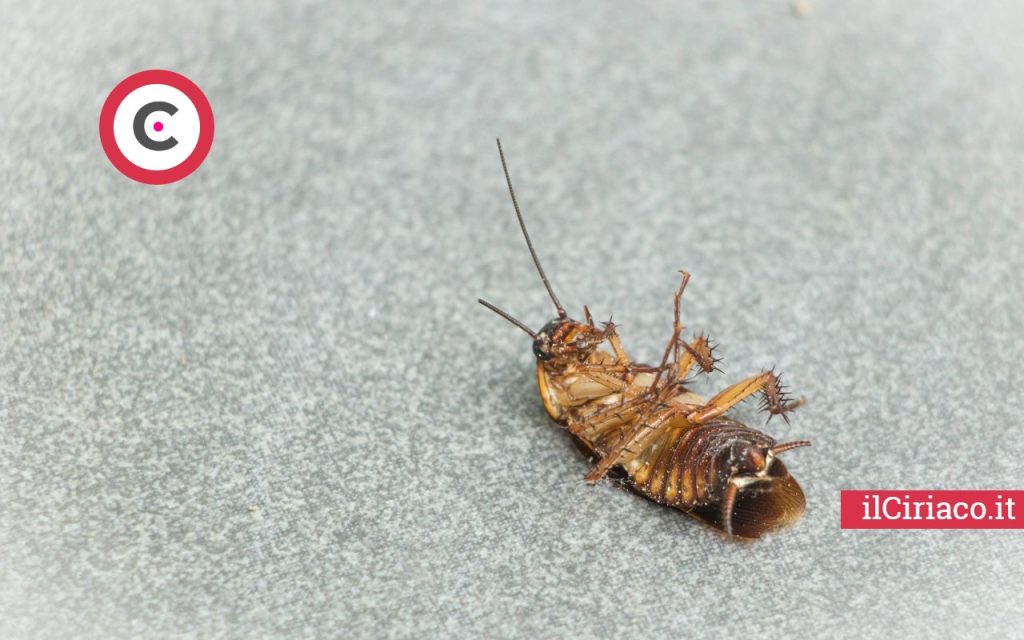 Come allontanare gli scarafaggi con questo trucco: ecco cosa fare  --- (Fonte immagine: https://www.ilciriaco.it/wp-content/uploads/2023/07/Scarafaggi-ilCiriaco.it_-1024x640.jpg)