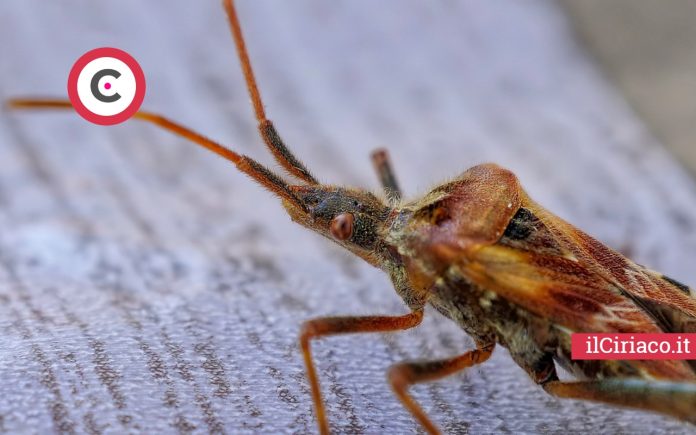 Trucchi cimici dei letti ilCiriaco.it