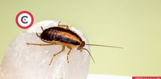 Trucchi per liberarti dagli scarafaggi ilCiriaco.it