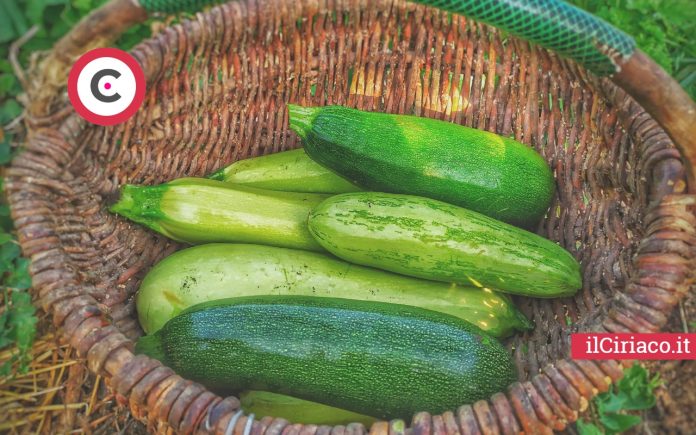 Verdure agosto zucchine ilCiriaco.it