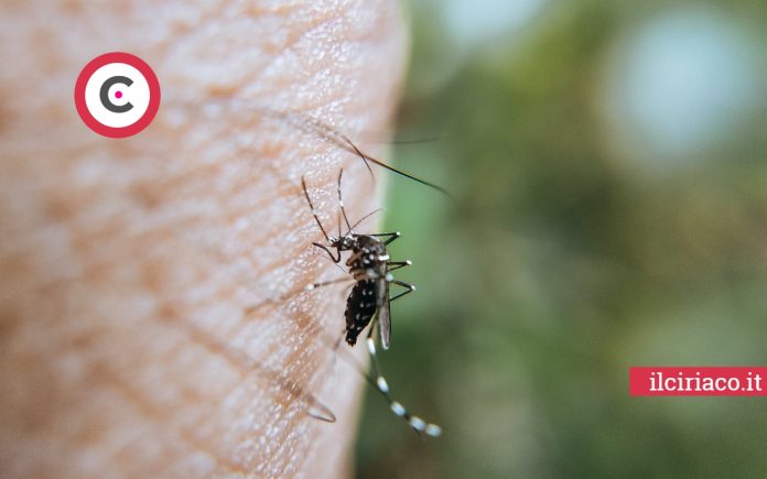 Zanzare rimedi naturali ilCiriaco.it