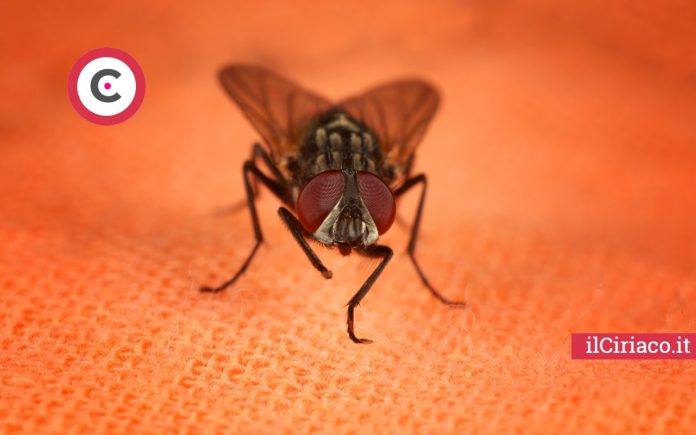 Addio alle mosche metodi naturali ilCiriaco.it 