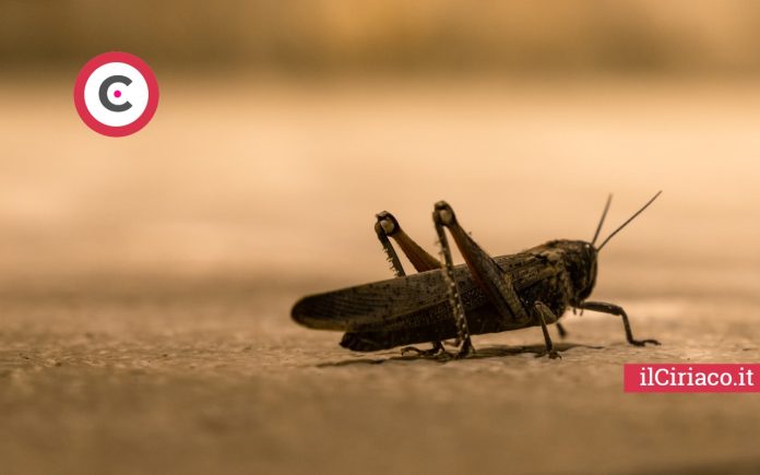 Allerta cavallette e celiferi ilCiriaco.it 