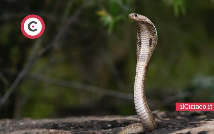 Allerta serpenti velenosi ilCiriaco.it 
