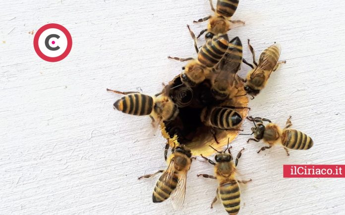 Allontanare le api con la stagnola ilCiriaco.it 