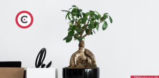 Bonsai dentro casa ilCiriaco.it 