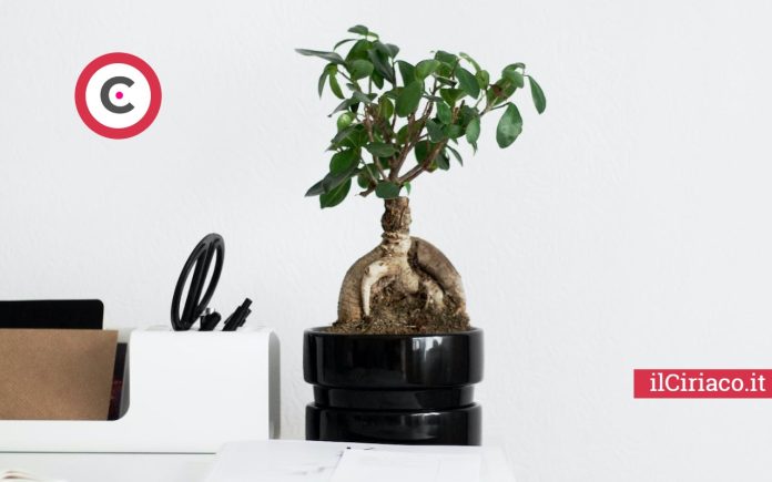 Bonsai dentro casa ilCiriaco.it 