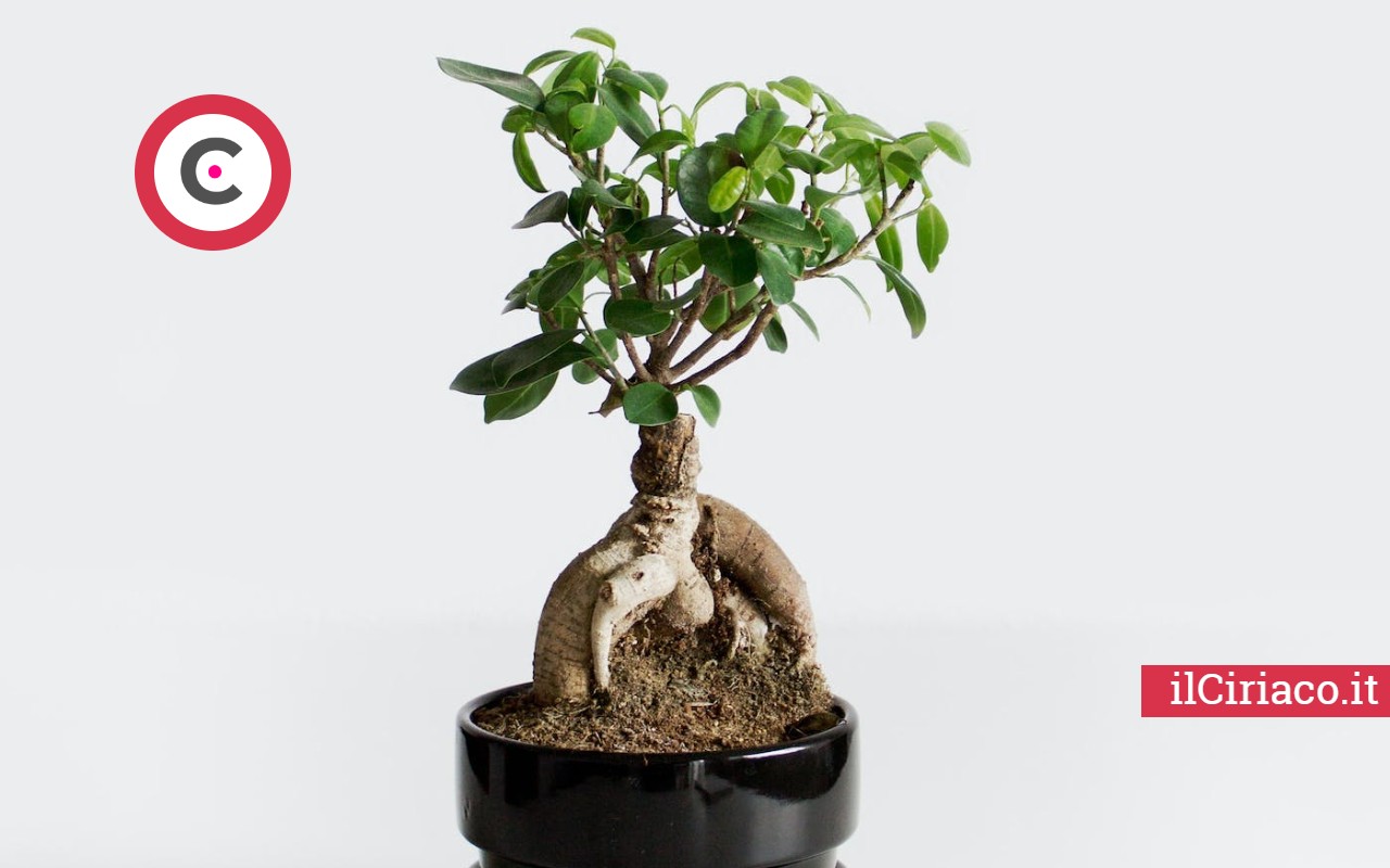 Bonsai perde foglie ilCiriaco.it