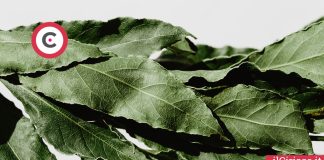 Come conservare le foglie di alloro ilCiriaco.it 