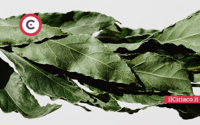 Come conservare le foglie di alloro ilCiriaco.it 