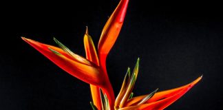Come curare la strelitzia ilCiriaco it