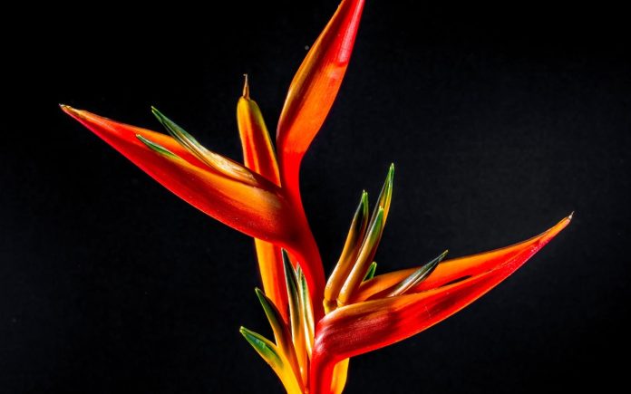 Come curare la strelitzia ilCiriaco it