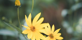 Come usare la citronella in giardino ilCiriaco it