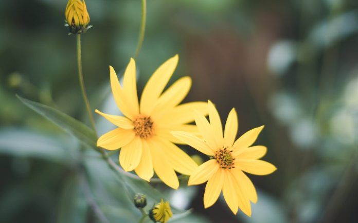 Come usare la citronella in giardino ilCiriaco it